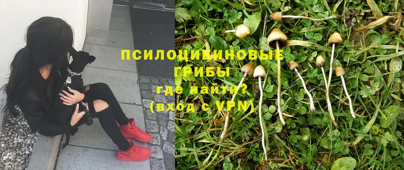 Галлюциногенные грибы Psilocybe  Ставрополь 